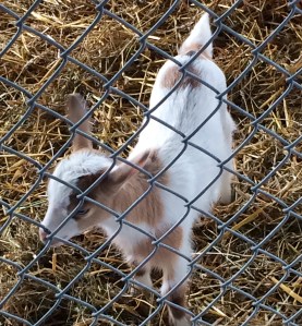 A goat toddler