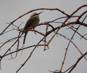 World of Birds Bronx Zoo