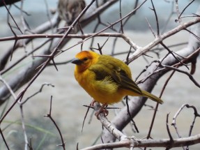 World of Birds Bronx Zoo