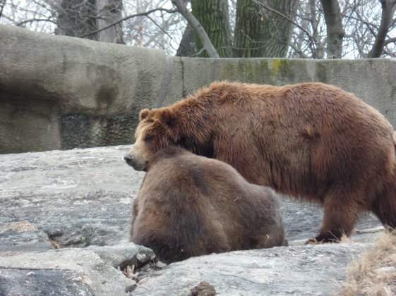 Brown bears