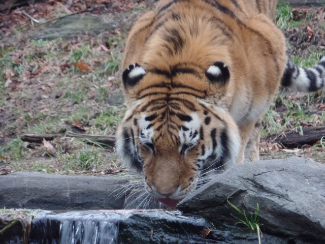 Tiger drinking