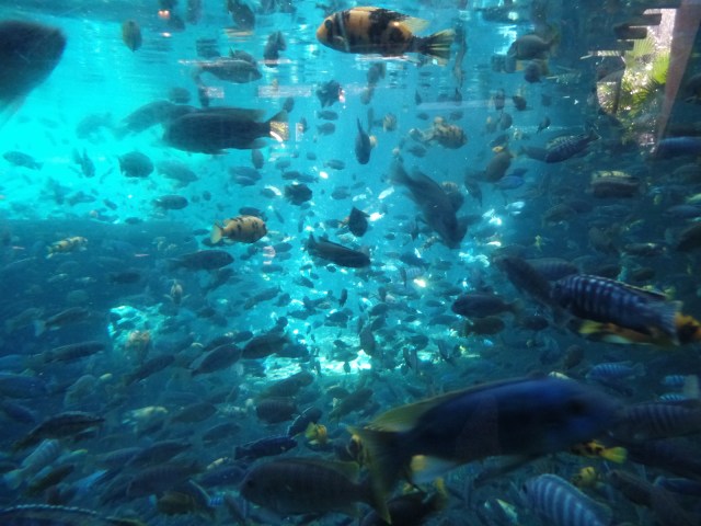 Fish tank at Animal Kingdom in Disney World