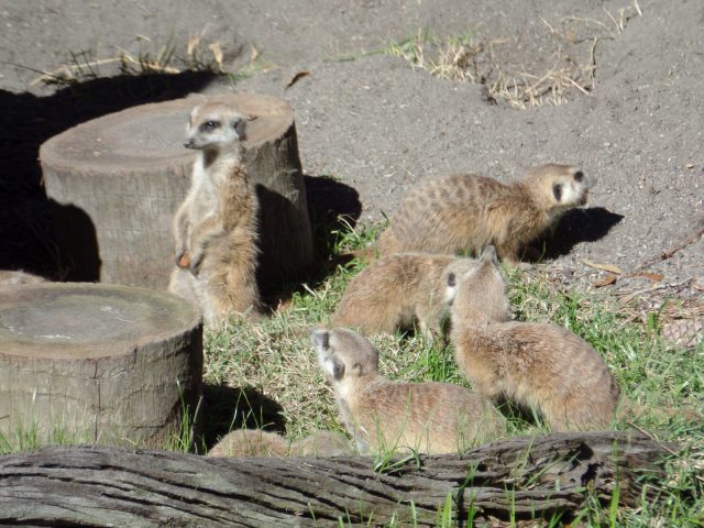 Meercats at Animal Kingdom at Disney World