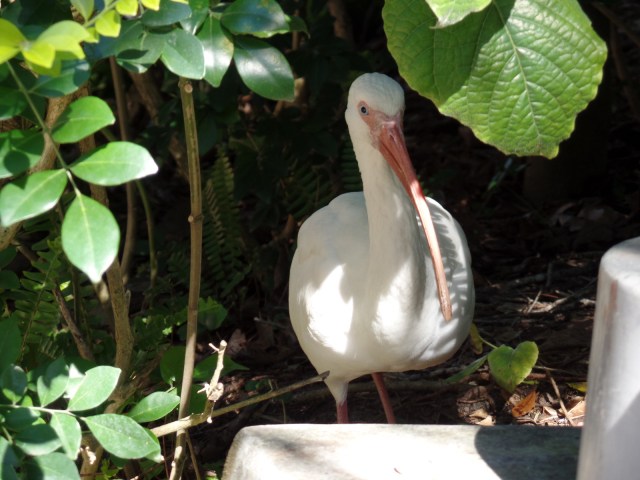 Scavenger at Animal Kingdom in Disney World