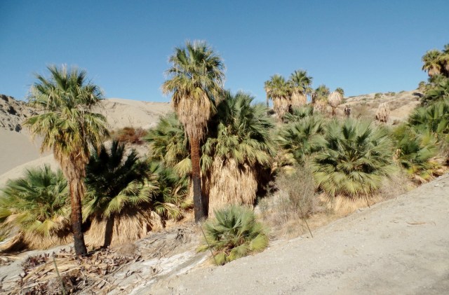 Caslifornia palms damaged by fire