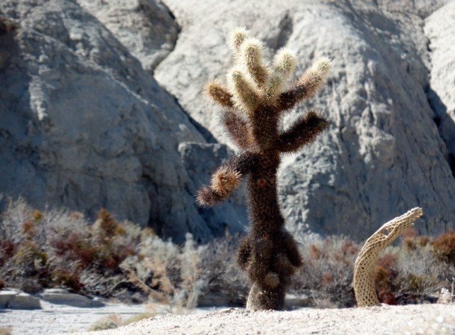 Cactus in the Sonoran Desert, southeastern California