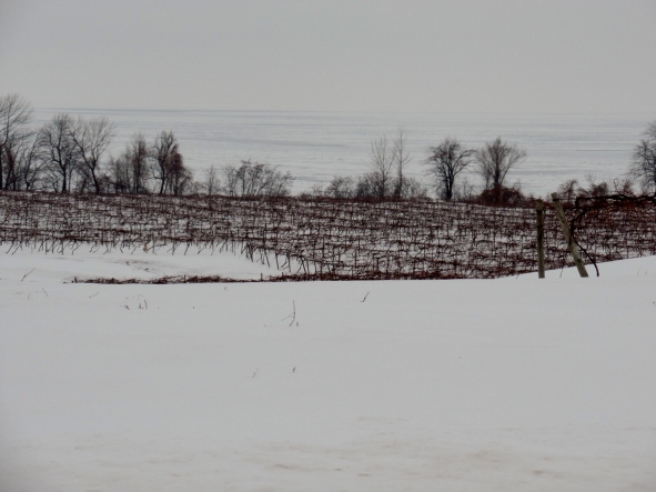 The vineyards in winter