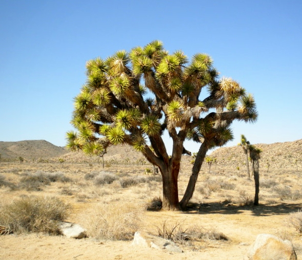 Joshua Tree