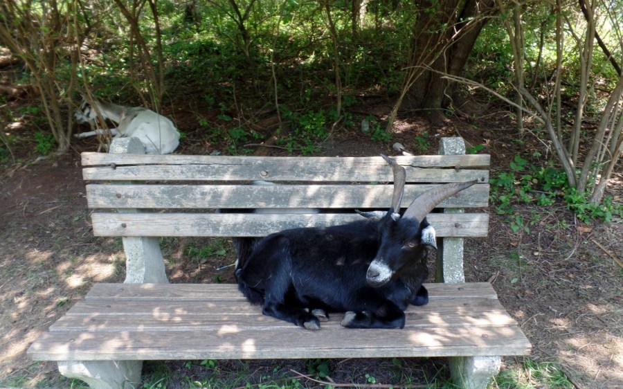 Goat on a bench