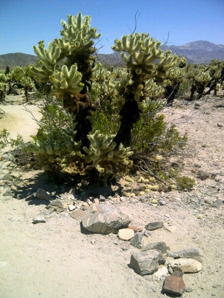 Joshua Tree National Park