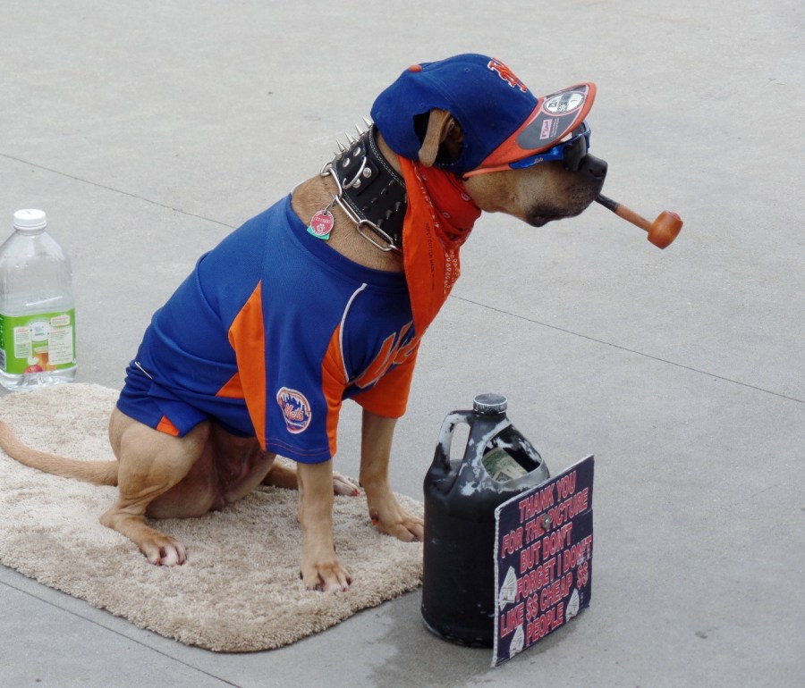 Mets dog