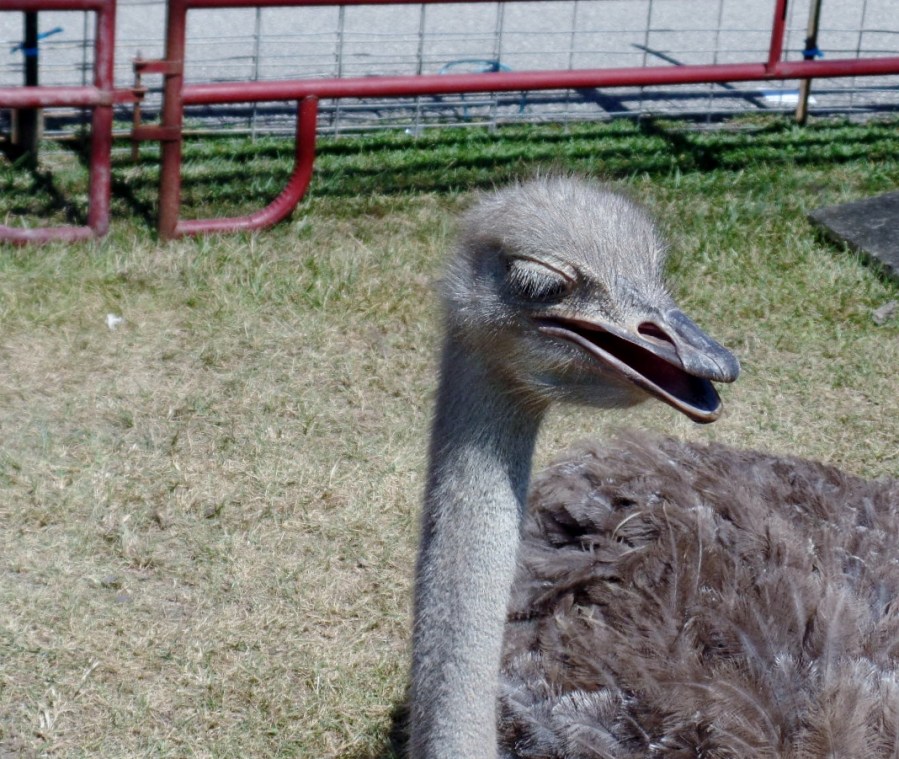 Ostrich