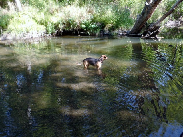 off the leash, on the trail