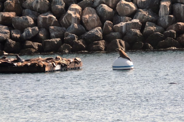 Sea lions at Redondo Beach