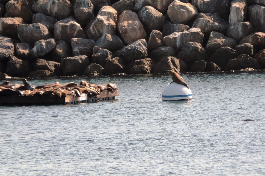 Sea lions at Redondo Beach