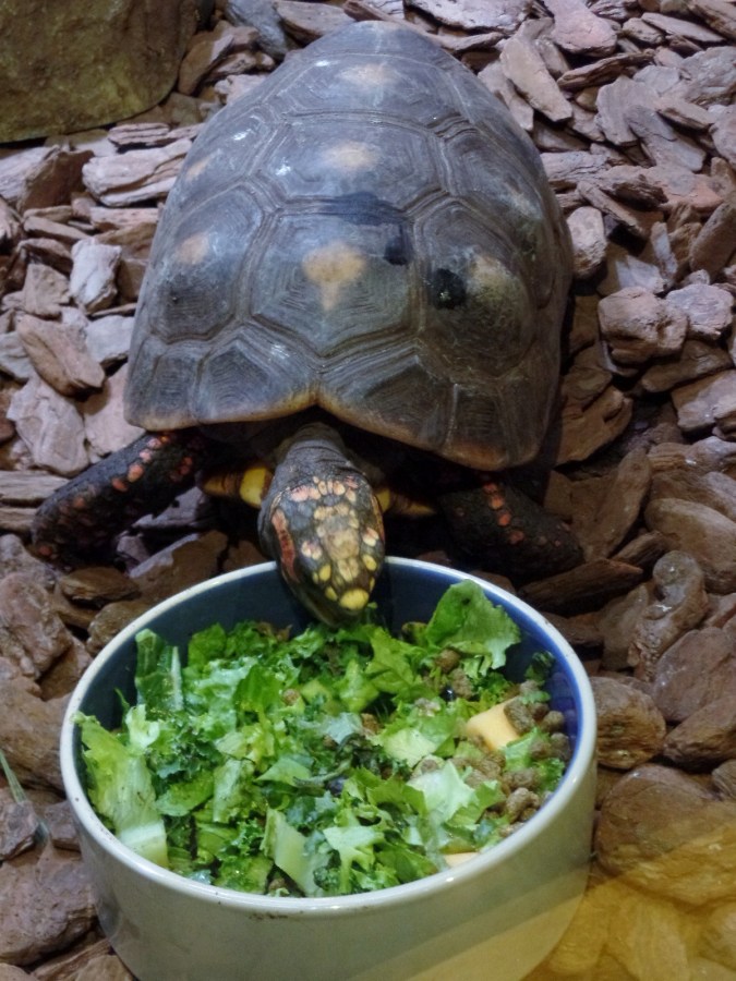 lunchtime for turtles