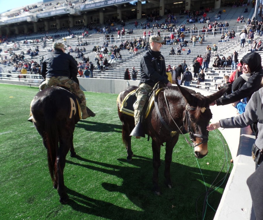 Army donkeys