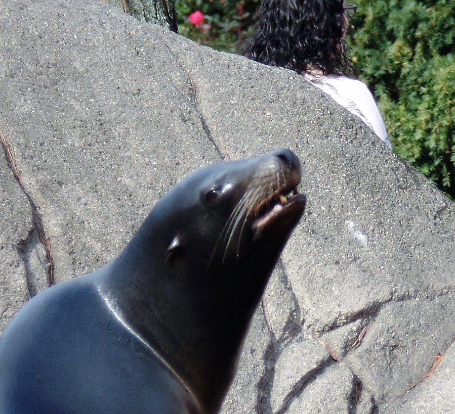 Sea lion