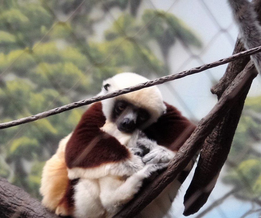 Lemur