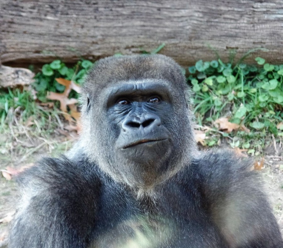 Inquisitive gorilla