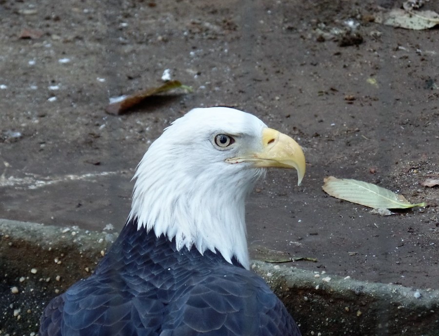 Bald Eagle