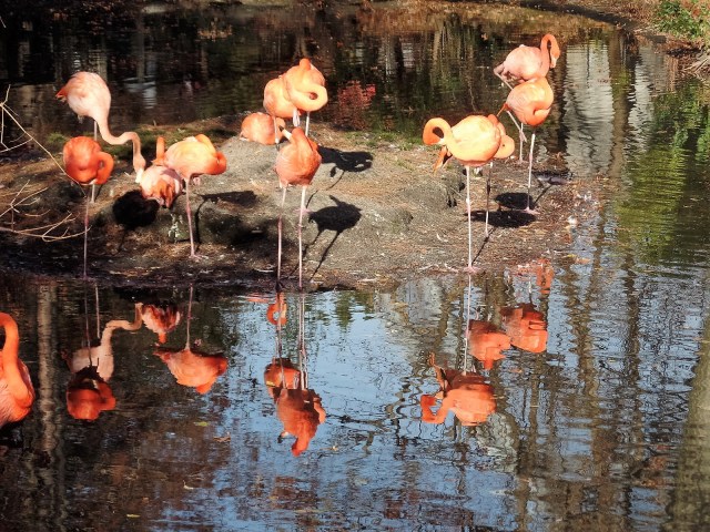 Flamingos