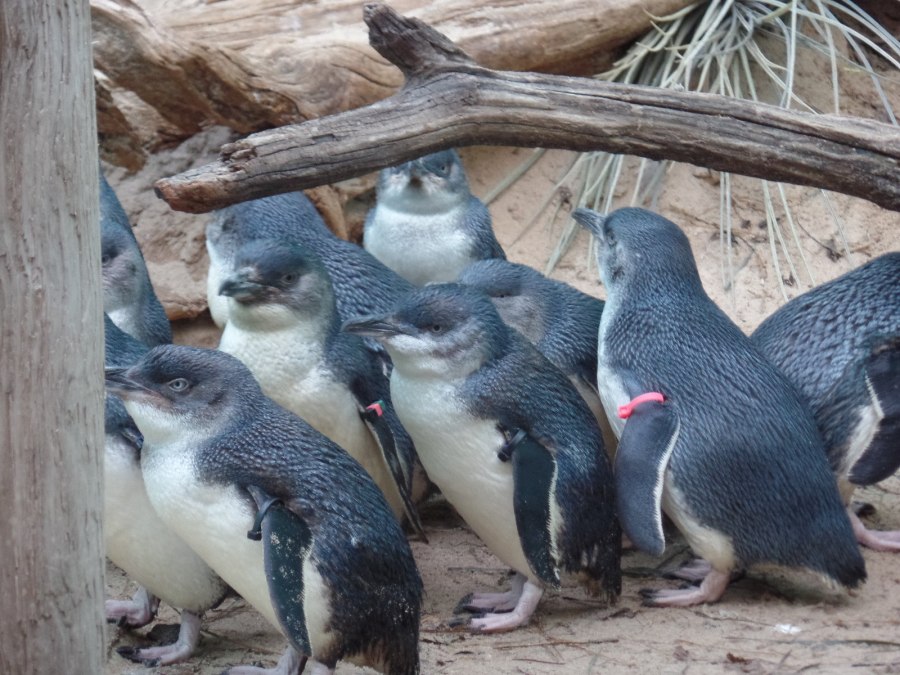Penguins