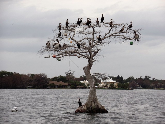 Xmas tree, Winter Park