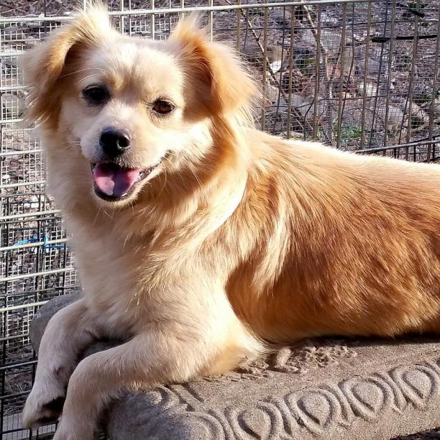 Petfinder dog