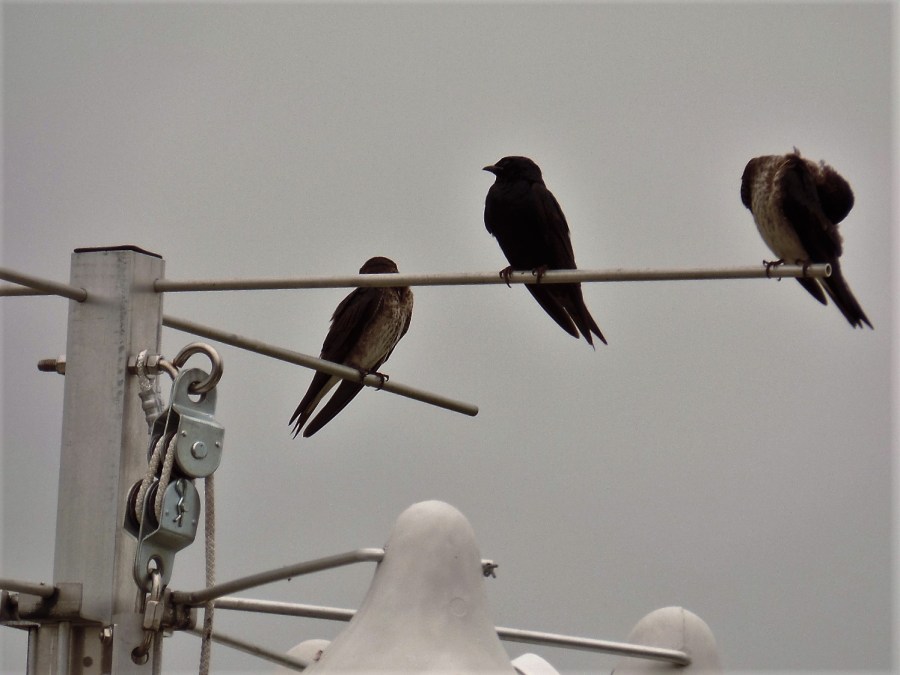 Birds at Wetlands Institute