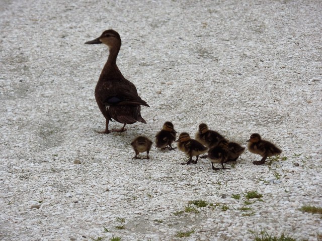 Duck with seven ducklings