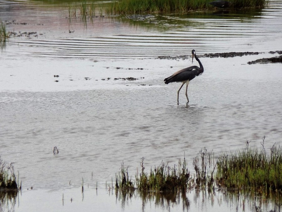 Bird at Wetlands Institute