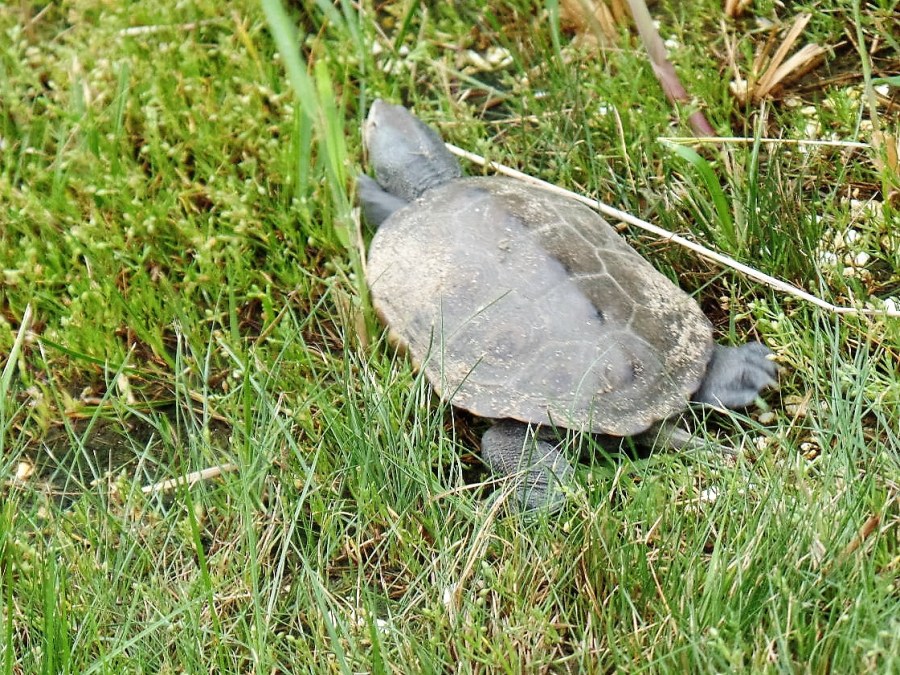 terrapin