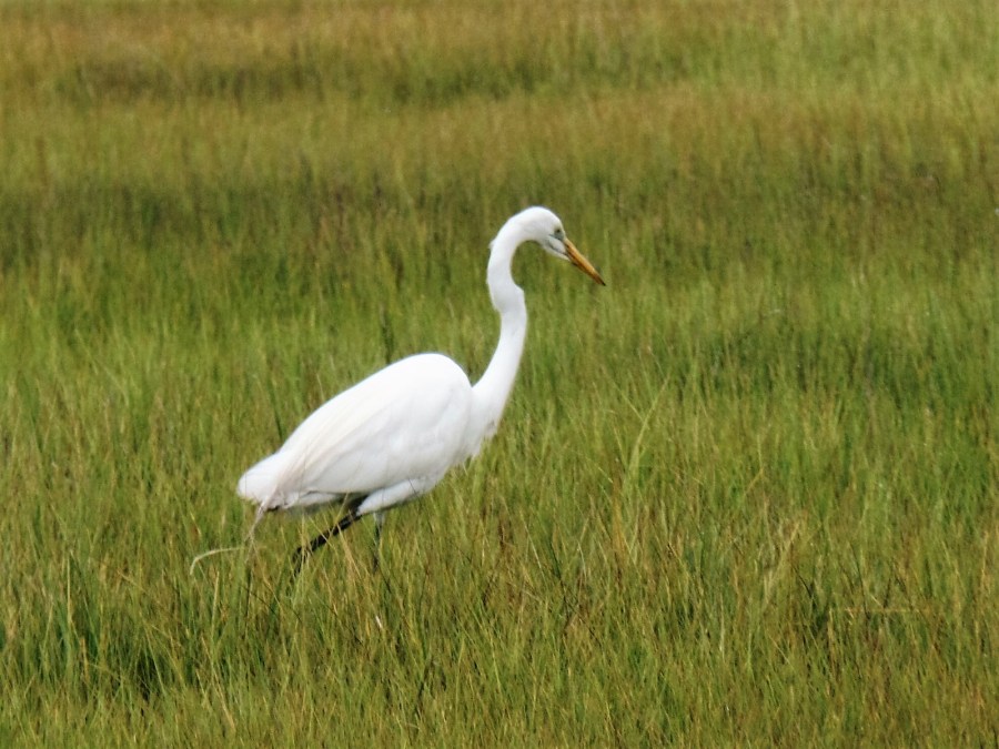 Bird at Wetlands Institute