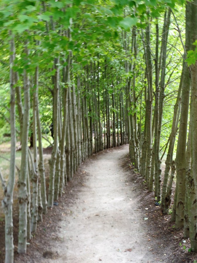 Bamboo-lined walkway