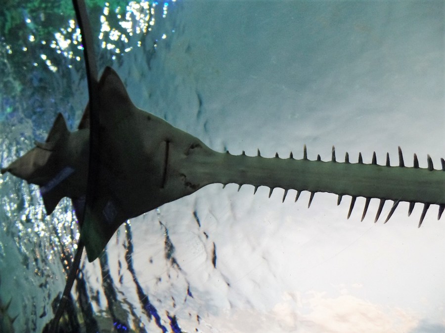 Ripley's Aquarium of Canada