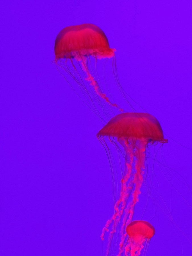 aquarium jellyfish
