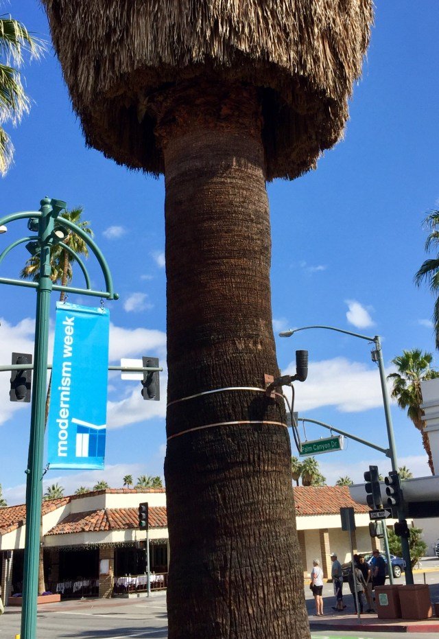 California fan palm