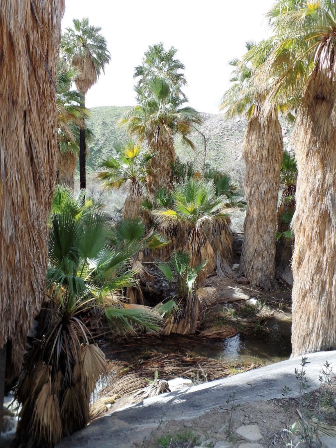 Growing green in the desert