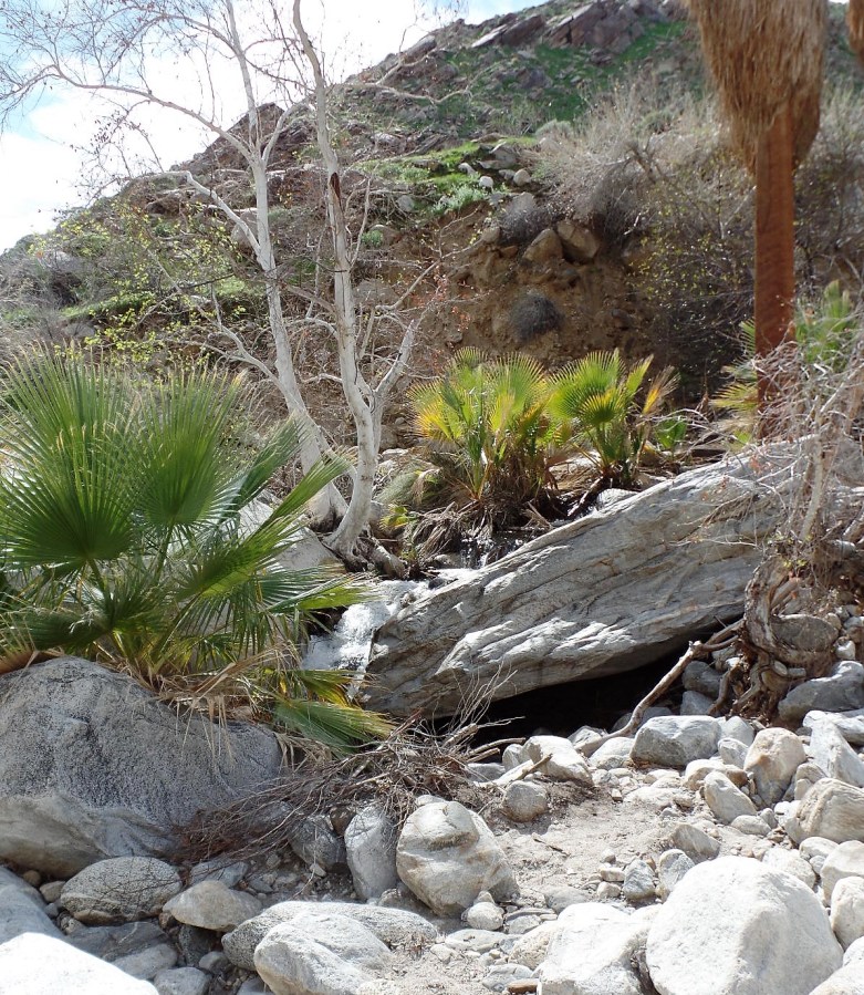Growing in the desert
