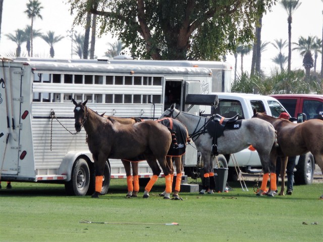 polo horses