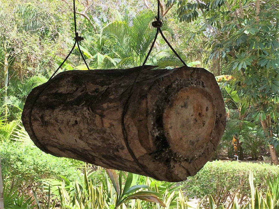 Mexican bees nest