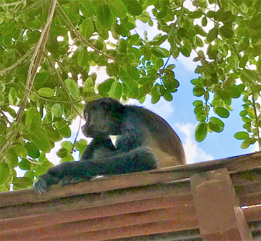 Poolside at the Fiarmont