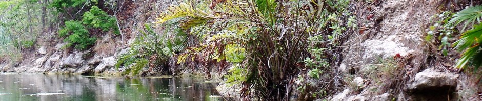 Mayakoba canal