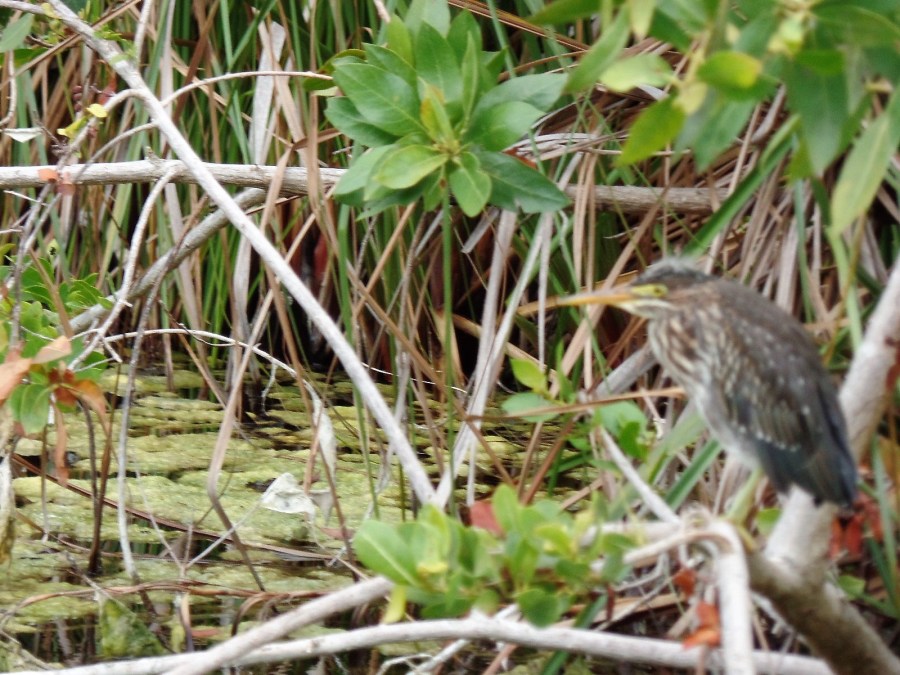 Mayakoba birdlife