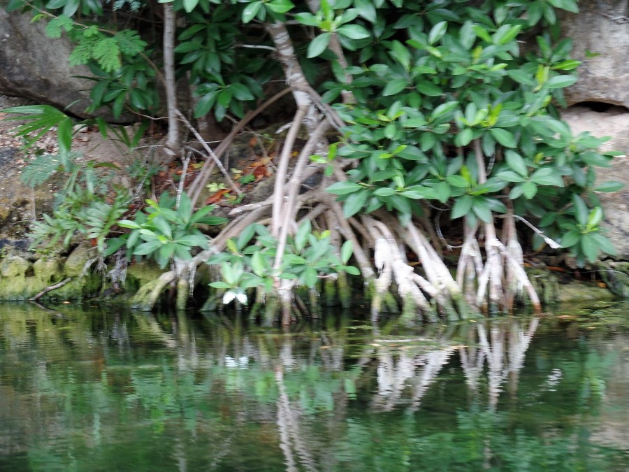 Mayakoba canal