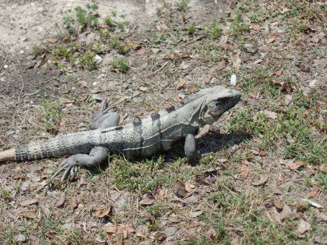 Iguana