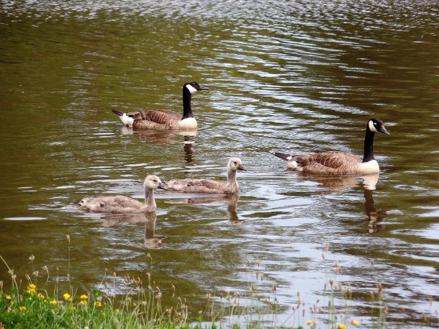 Edgemont Park pond