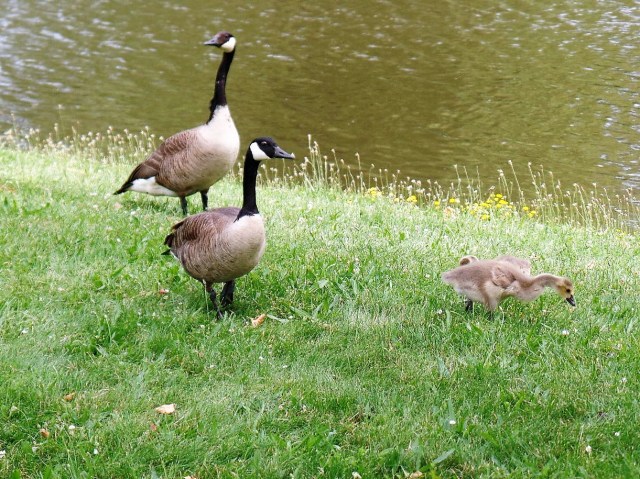 Geese in Edgemont park