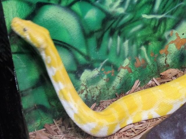 Cape May zoo snake